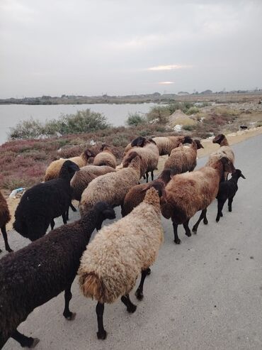 Qoyunlar, qoçlar: Qala cinsi qoyunlar razılaşma yolu ilə — 14