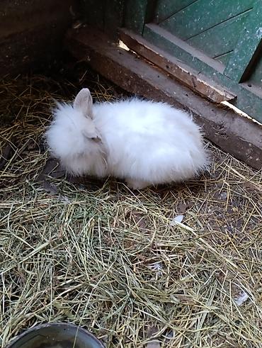 Индюки: Продаю | Индюшка (самка), Индюк (самец) | Полукровка | На забой, Для разведения | Племенные — 16