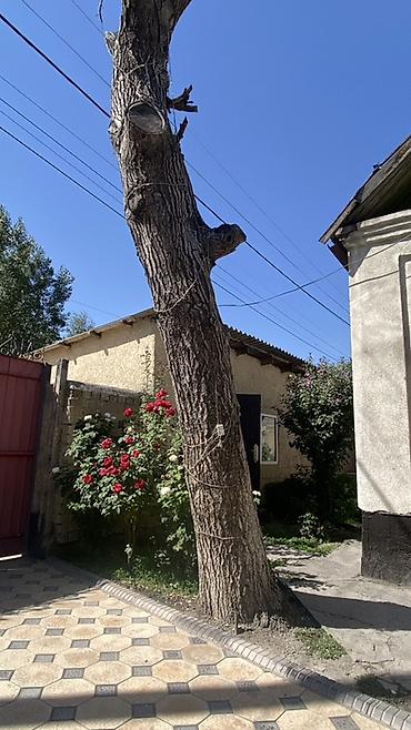 алма кол: Продаётся Ствол, дерева грецкий орех - Диаметр ствола у основания — 1