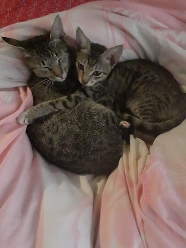 отдать собаку в хорошие руки: Lənkəranda etibarlı əllərə ana bala pişiklər🐈🐈🐈sahibləndirilir.Şirin — 1