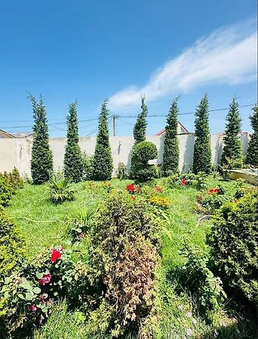 hövsanda: Bağ evi – yaşıllıq və hovuzlu rahat ailə məkanı - Geniş həyət — 9