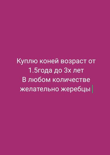 оптом бычки: Сатып алам | Жылкылар, аттар