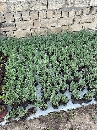 uzum tingləri: Lavanda (Lavandula) tingləri – qara plastik dibçəklərdə - Bitki növü — 2