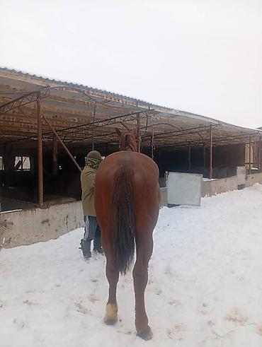 Лошади, кони: Продаю | Конь (самец) | Для разведения, Конный спорт | Племенные — 5