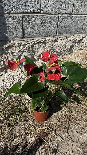 үй гүлдөрү: Комнатные растения в горшках - Спатифиллум (Spathiphyllum): пышные — 3