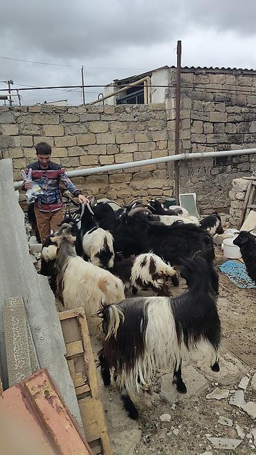 keçi balası: Dişi, il: 4, 30 kq, Damazlıq, Ünvandan götürmə — 2