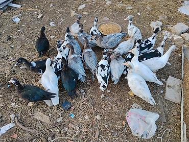 Ördəklər: Salam lalad hams cavan damzg ordeylrdi edrim olcaq buyrun - Cins — 6