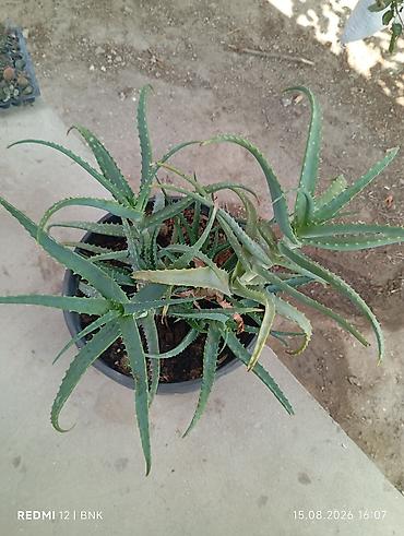 otaq arakesmeleri: Aloe vera (sukkulent) – iri plastik dibçəklə birlikdə - Bitki: Aloe — 3