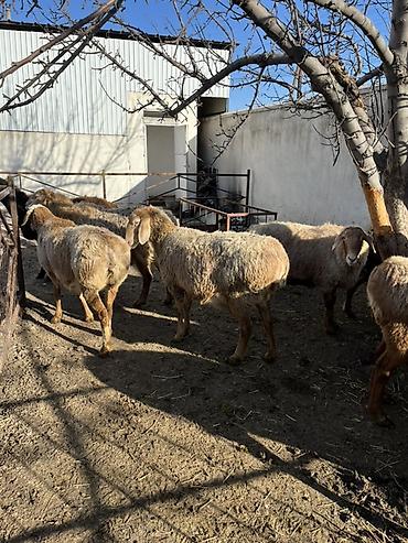 Баран, овца: Продаю | Овца (самка) | Для разведения — 1