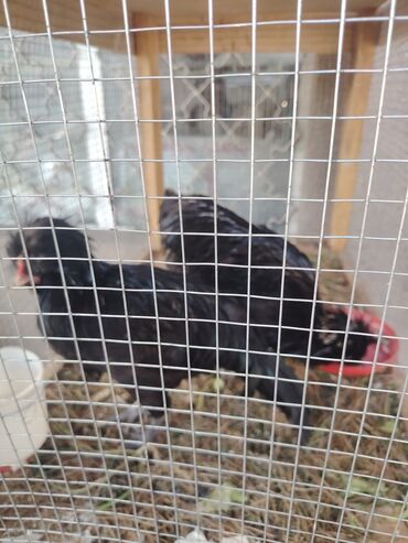 quş yuva: Курица, Для мяса