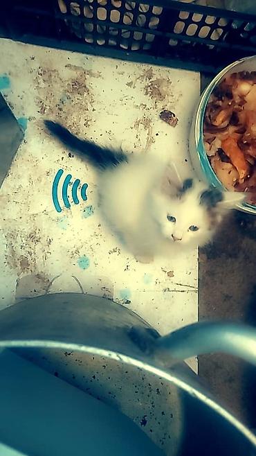 мышык берем: Домашние милые котята. мама сибирская, папа сиамский. котятам 1,5 — 7