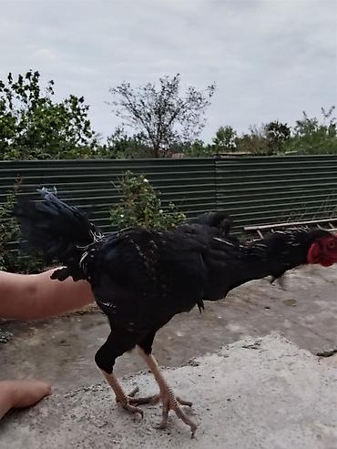 quslar haqqinda melumat: Həyratı xoruz.7 aylıqdır.Fotolarda görünməsə də Qanatlarında təbii — 3