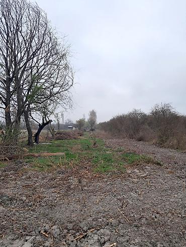qala torpaq satisi: 50 sot, Mülkiyyətçi, Kupça (Çıxarış) — 1