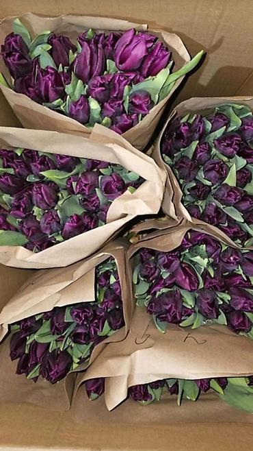 Тюльпан: Тюльпаны оптом - Цена: от 90 сом - Длина: 60 см - Тюльпаны с — 3