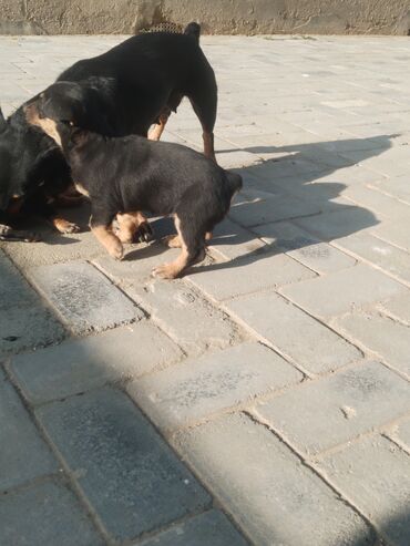 İtlər: Ingilis ov iti balalrı satlır bir erkey bir dişi itin anası cox agılı — 6