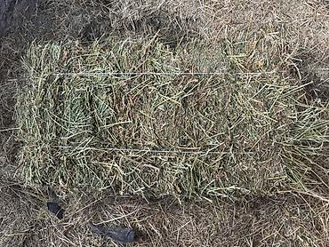 Корма для с/х животных: Силос 9 сомдон. Сенаж 12 сомдон. Токмок кегети беде биринчи кос таза — 10