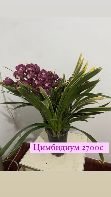 комнатные растения цветы: Комнатные цветы оптом и в розницу