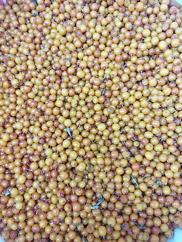 Маски медицинские: Облепиха ягода