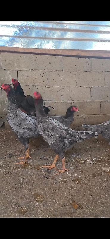Toyuqlar: Toyuq, Damazlıq -da lalafo.az — 4 Toyuqlar: Toyuq, Damazlıq — 4