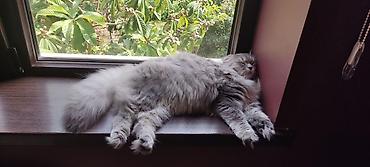 Pişiklər: Britan — 9