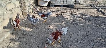 Toyuqlar: Toyuq, Damazlıq — 4