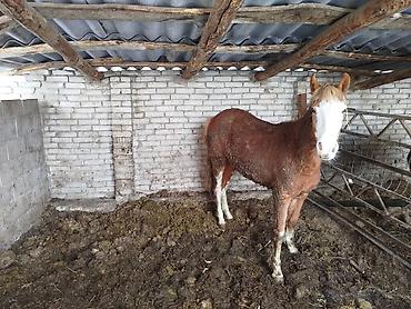 Лошади, кони: Продаю | Жеребенок | Для разведения — 1