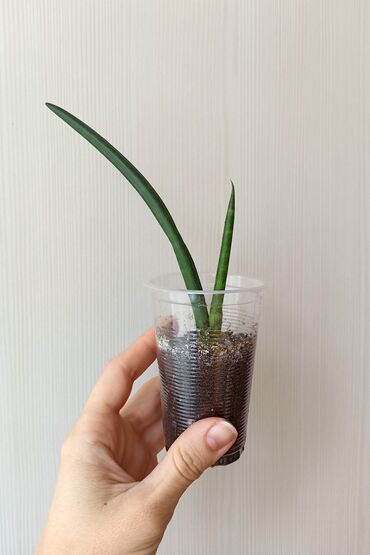 куплю комнатные растения: Сансивиерия цилиндрика 
Самовывоз из мкрн Кок-Жар