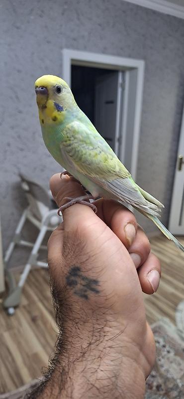 bulbul quşu haqqında məlumat: 3 aylıq sağlam erkək rainbov ələ öyrəşən vaxtıdı Xüsusiyyətlər: - — 2