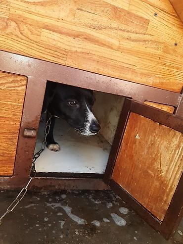 Зоотовары: Делаем будки на заказ для ваших любимцев ( кошки, собаки можно и at lalafo.kg — 9 Зоотовары: Делаем будки на заказ для ваших любимцев ( кошки, собаки можно и — 9