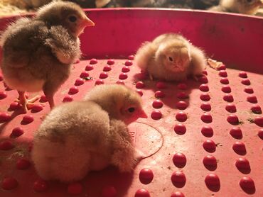 Toyuqlar: Toyuq, Australorp, Damazlıq, Ödənişli çatdırılma — 4