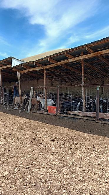 Продажа сельхоз предприятий: Кошара, 100 соток, Действующий, Электричество, Скважина — 3