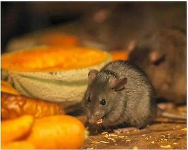 Дезинфекция, дезинсекция: Дезинфекция, дезинсекция, | Клопы, Тараканы, | Кафе, магазины, Квартиры, Дворы — 6