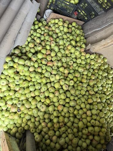 семена кортофеля: Алмалар Дүңүнөн