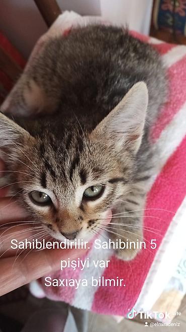 Pişiklər: Tabbi — 5