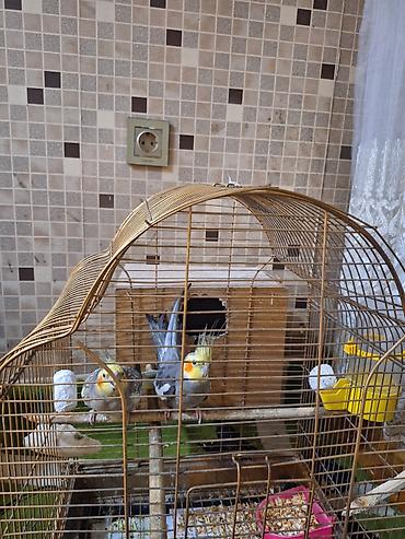 quş yuvasi: Nimfa (cockatiel) cütü və qəfəs dəsti - Növ: Nimfa (cockatiel) – sarı — 6
