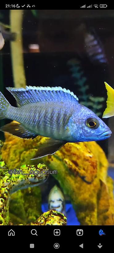 Аквариумы: Рыбки более 40 видов. Аквариумные рыбки. Рыба бишкек. Балык. Алтын — 7