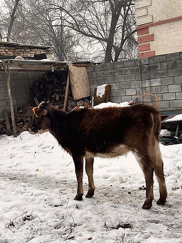 Коровы, быки: Продаю | Тёлка | Для молока, Для разведения, На откорм | Отела не было at lalafo.kg — 2 Коровы, быки: Продаю | Тёлка | Для молока, Для разведения, На откорм | Отела не было — 2