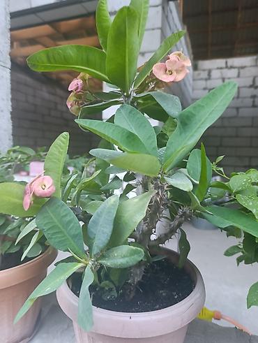Молочаи: Комнатное растение «Молочай Милла» (Euphorbia milii, «Корона Христа») — 3