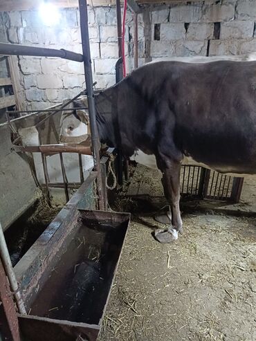 швец карова: Продаю | Корова (самка) | Абердин-ангус | Для молока | Искусственник