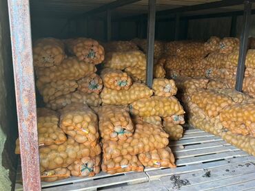 семена картошки цена: Картошка Джелли, Оптом