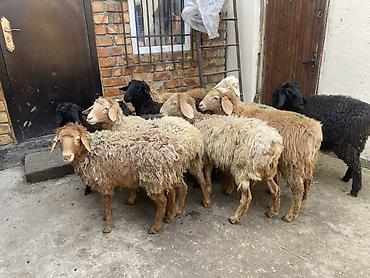 Баран, овца: Продаю | Овца (самка) | Для разведения — 1