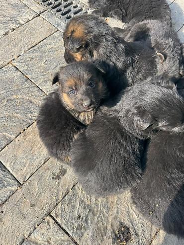 тайган собаки: 🐕 ПРОДАЮТСЯ ЧИСТОКРОВНЫЕ НЕМЕЦКИЕ ОВЧАРКИ! 🐕 Предлагаем к продаже — 9