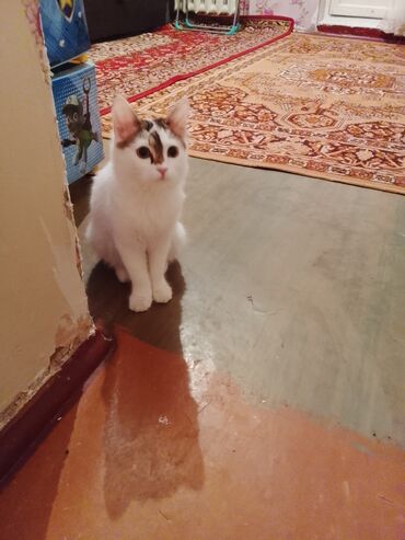 бенгальская кошка домашняя: Котёнок, пушистая белая девочка с пятнышками табби на голове и ушках