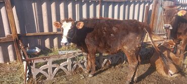 Коровы, быки: Продаю | Тёлка | Голштин, Алатауская, Швицкая | Для разведения, Для молока | Не стельные