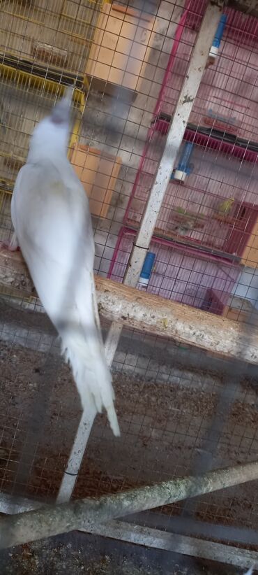 Tutuquşları: Yeni dene dusmus ve boyuk quslar var 65 manat cox goturen olsa endirim — 5