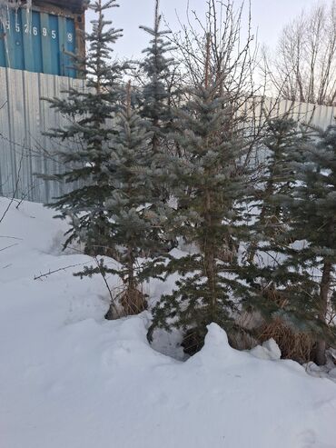 Декоративные деревья: Саженцы деревьев: Ели — 7