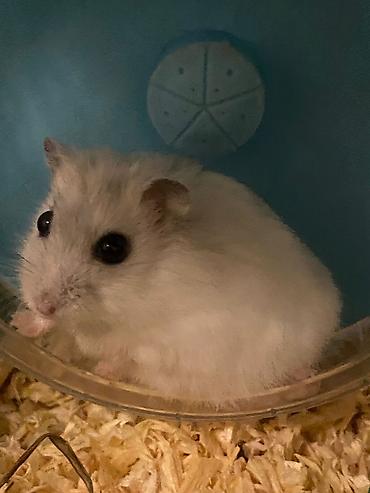 Cırtdan hamster və tam dəst qəfəs Məhsul təsviri: - Növ: cırtdan