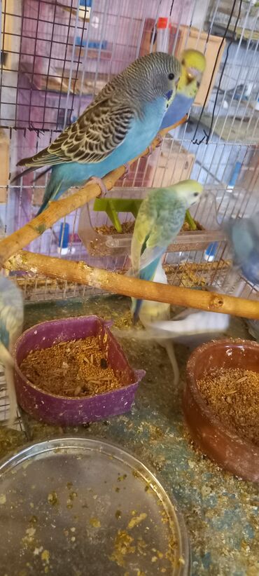 Tutuquşları: Her reng balalar var qiymetler muxtelifdir 12 manatdan baslayir 15 20 — 3