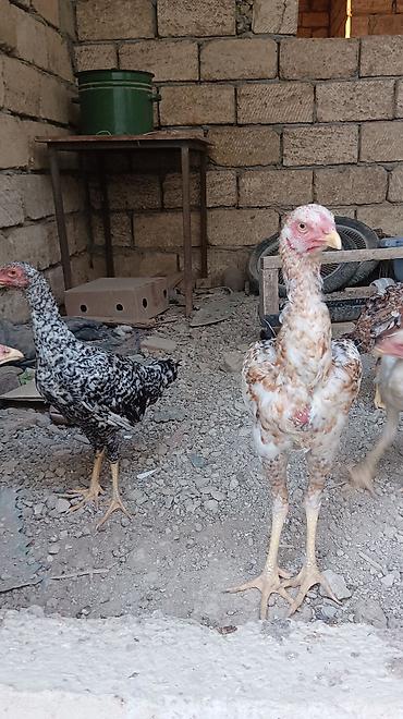 çöl toyuqu: Toyuq, Damazlıq, Ünvandan götürmə — 2