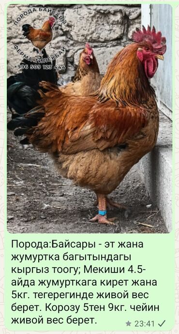 зоомагазин бишкек с животными: Байсары тоок; жумурткасы жана жөжөлөрү сатылат!